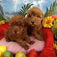 Disponibilità Cuccioli Barboncino Taglia Piccola