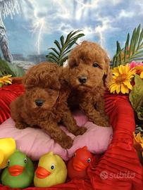 Disponibilità Cuccioli Barboncino Taglia Piccola