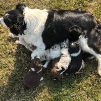 Cuccioli border collie