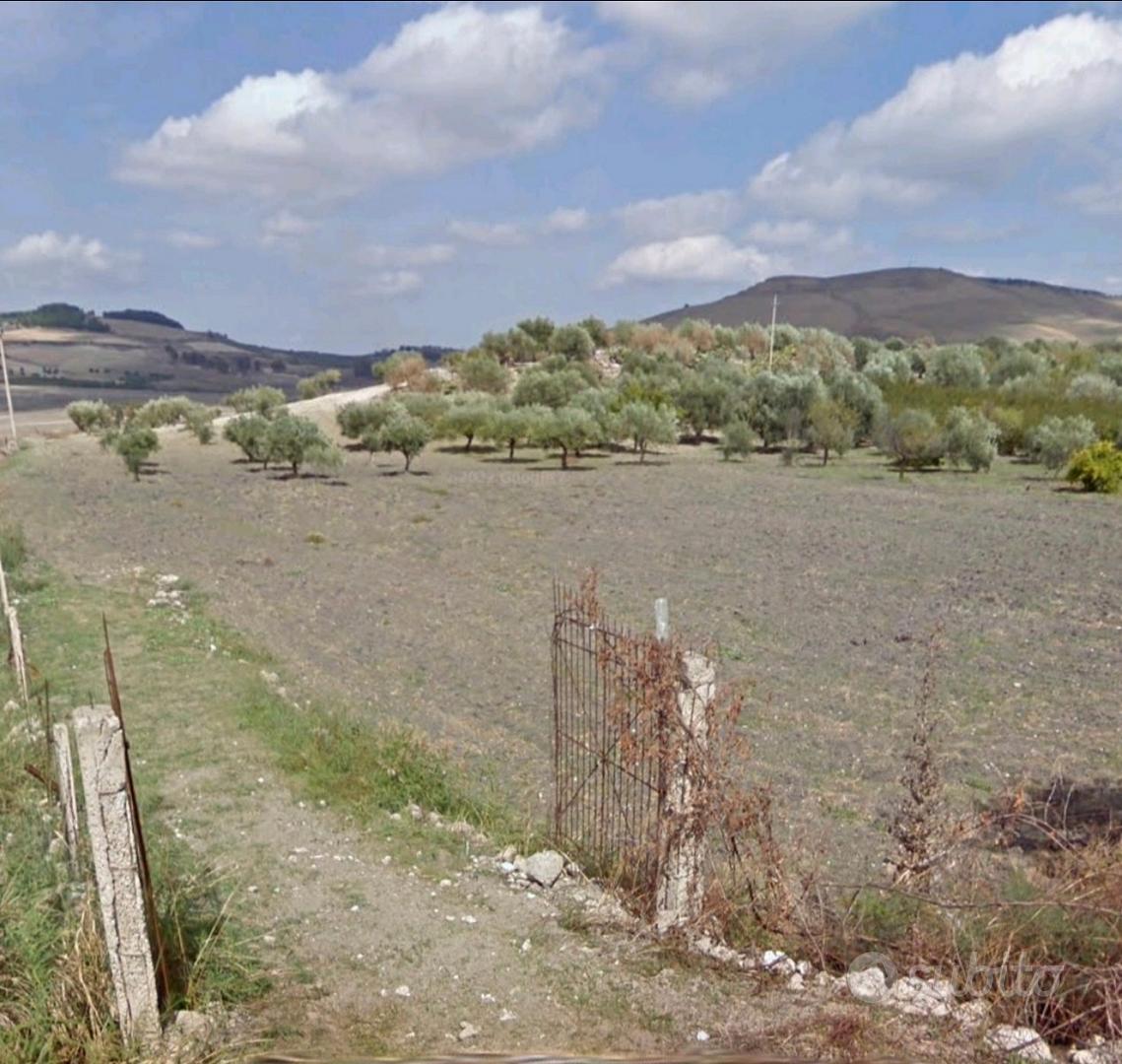 Terreno con uliveto - Vista 3