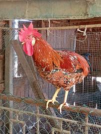 Gallo