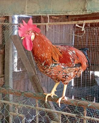 Gallo
