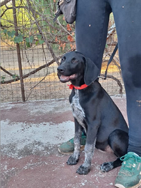 Grace: cagnolina invisibile