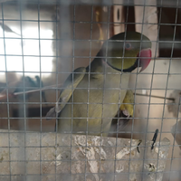 Pappagalli parrocchetti dal collare