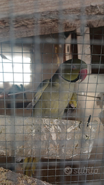 Pappagalli parrocchetti dal collare