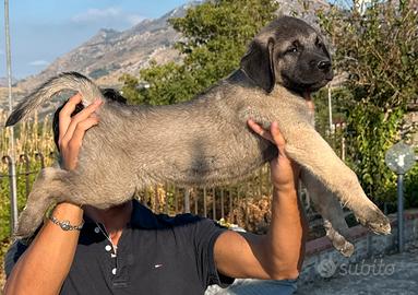 Cucciolo Kangal