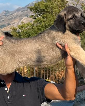 Cucciolo Kangal