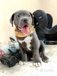 American bully Pitt bull