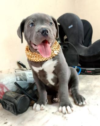 American bully Pitt bull