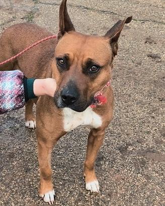 Cagnolina mix boxer in adozione