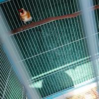 Due coppie di Cardellini