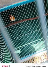 Due coppie di Cardellini