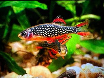 Filtro esterno X vasche max 150 litri cn accessori