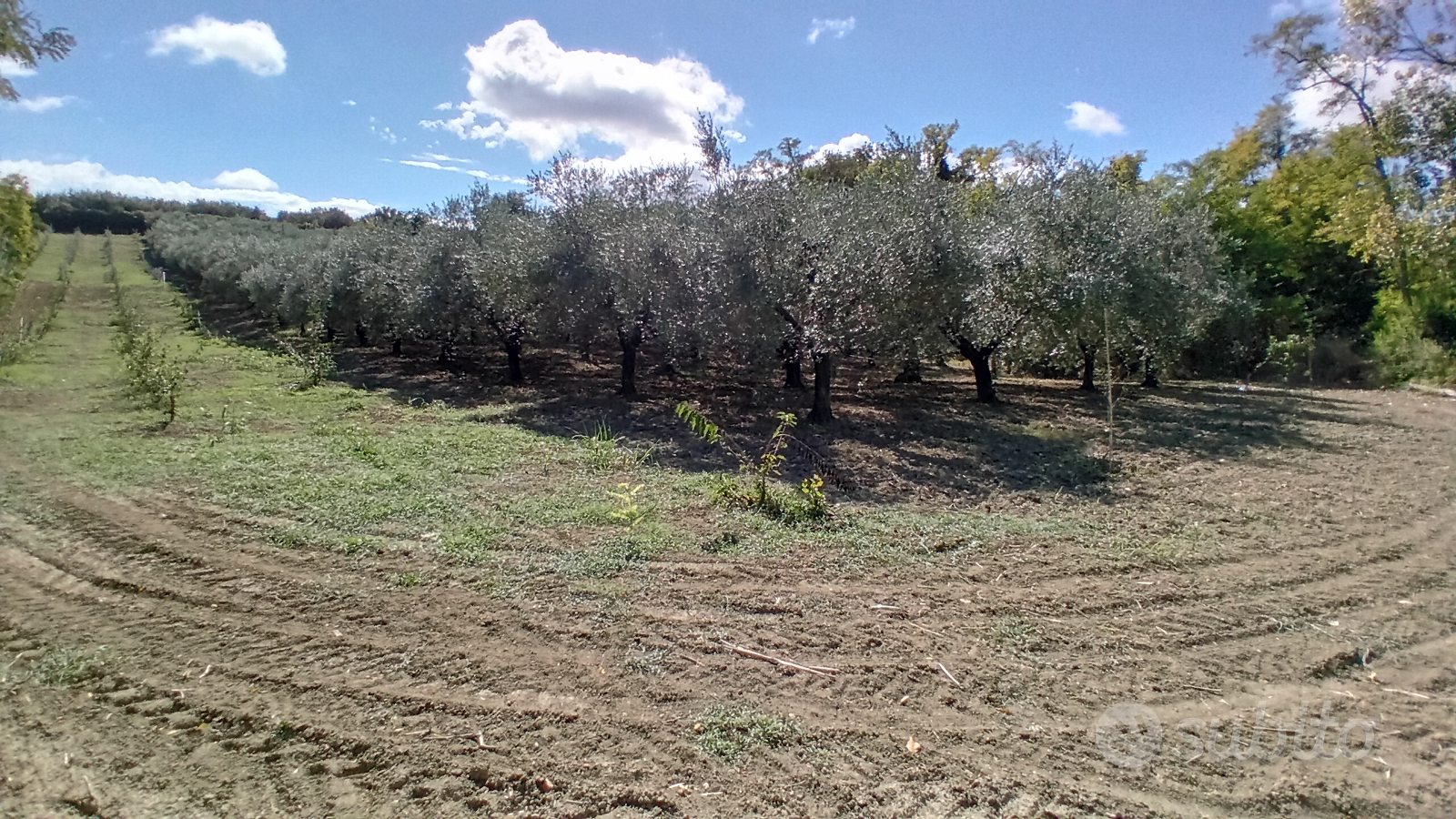 Terreno agricolo di olive - Vista 2