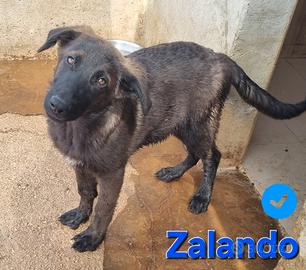 Zalan cuccio mix molosso