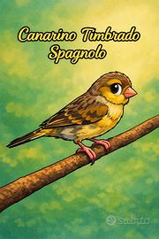 Canarino Timbrato