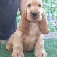Allevamento Cocker Spaniel Inglese