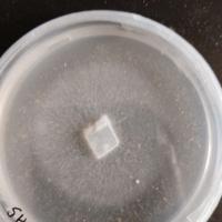 Micelio Shiitake e Pink Oyster su agar