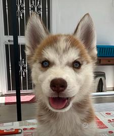 Husky siberian