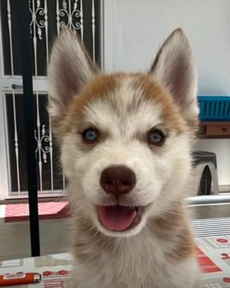 Husky siberian