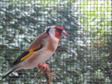 Cardellini mayor xxxl