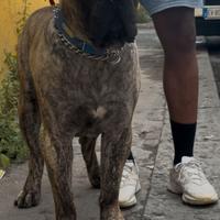 Presa canario