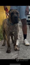 Presa canario