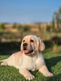 Cucciolo meraviglioso di Labrador in consegna