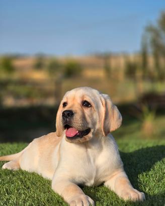 Cucciolo meraviglioso di Labrador in consegna