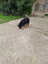 Pastore tedesco nero focato femmina