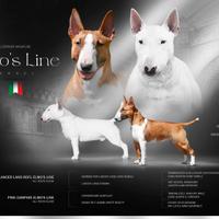 Disponibile cucciolo miniature bull terrier