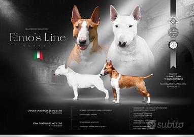Disponibile cucciolo miniature bull terrier