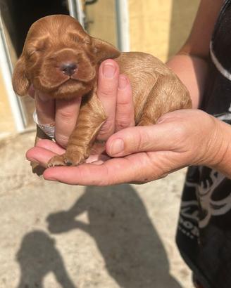 Cuccioli di cocker spaniel fulvi