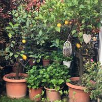 Piante i Limoni