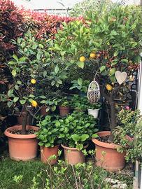 Piante i Limoni