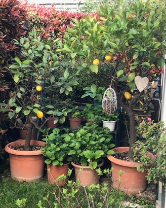 Piante i Limoni