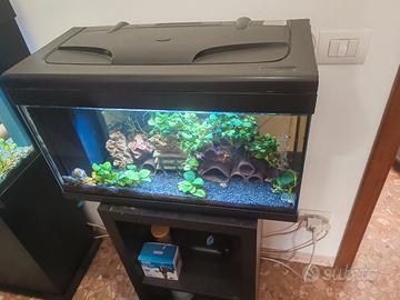 acquario più pesci