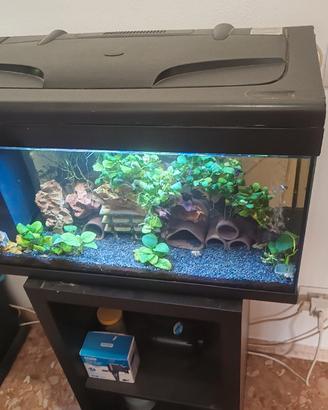 acquario più pesci