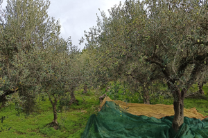 Lotto di terra ad uliveto