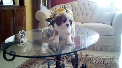 Cavalier king