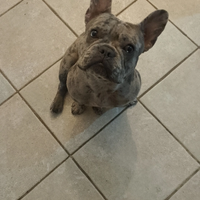 Buldog francese esotico