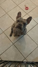 Buldog francese esotico