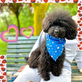 Barboncino Toy per monte