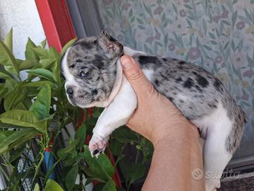 Bulldog francese