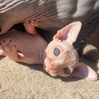 Sphynx bianco maschio