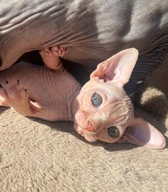 Sphynx bianco maschio