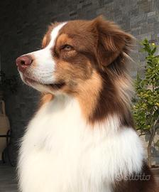 Pastore australiano per monta