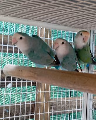 Inseparabile