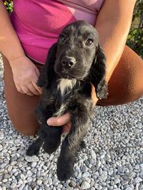 Cocker spaniel femminuccia