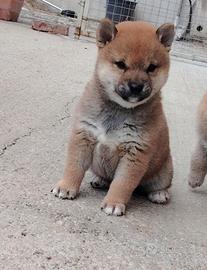 Shiba inu femminuccia alta genealogia